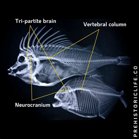 Dawn of Vertebrates: Meet Your First True Ancestors