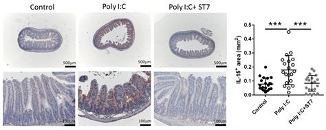 Modulatory Effects of Heat-Inactivated Streptococcus Thermophilus ...