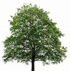 Tree Transparent Background by Maple Tree Transparent Background Tree Transparent Background