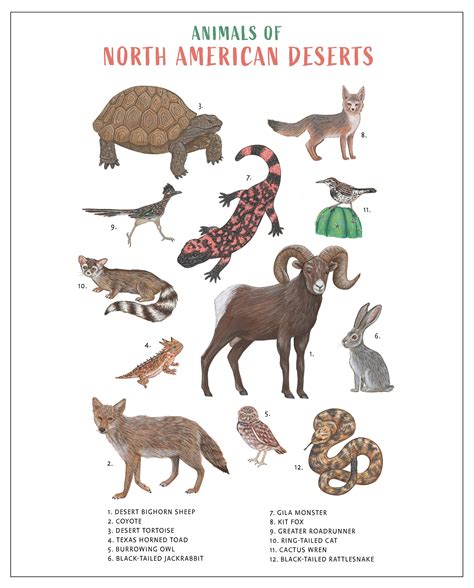 North American Desert