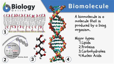 Image result for Biomolecules Explained