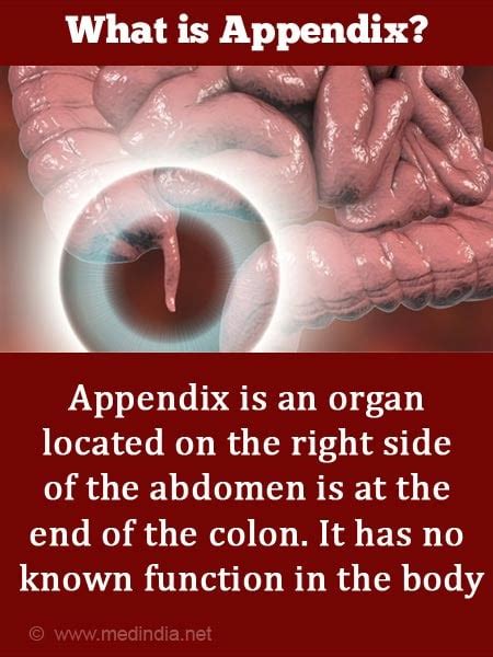 Image result for Appendix Example Website