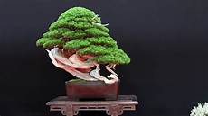 Beautiful Bonsai Trees by The Most Beautiful Bonsai Trees Beautiful Bonsai Trees