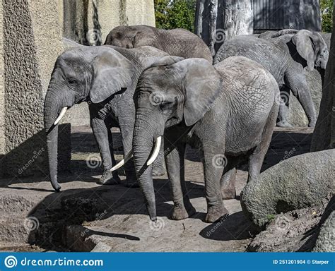 African elephants 4 stock photo. Image of zoology, tropical - 251201904