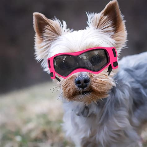 Amazon.com : Namsan Dog Goggles Small Breed, Small Dog Goggles UV ...