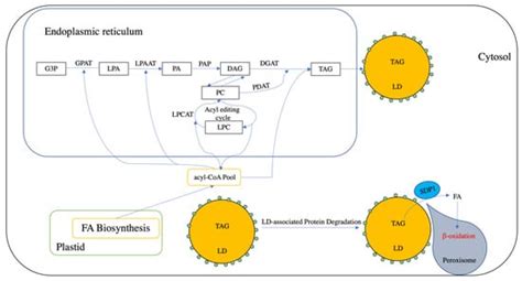 Plants | Special Issue : Function of Lipids in Plant Stress