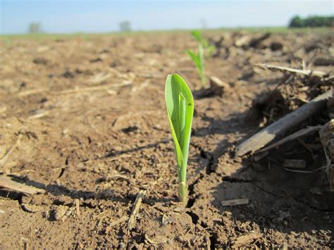 Image result for Corn Planting