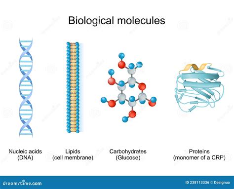 Types of Biological Molecule: Carbohydrates, Lipids, Nucleic Acids and ...