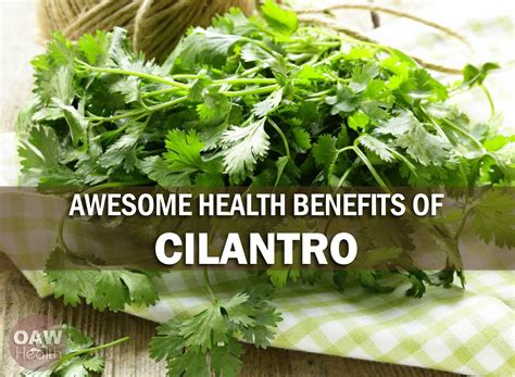 Awesome Health Benefits of Cilantro - OAWHealth