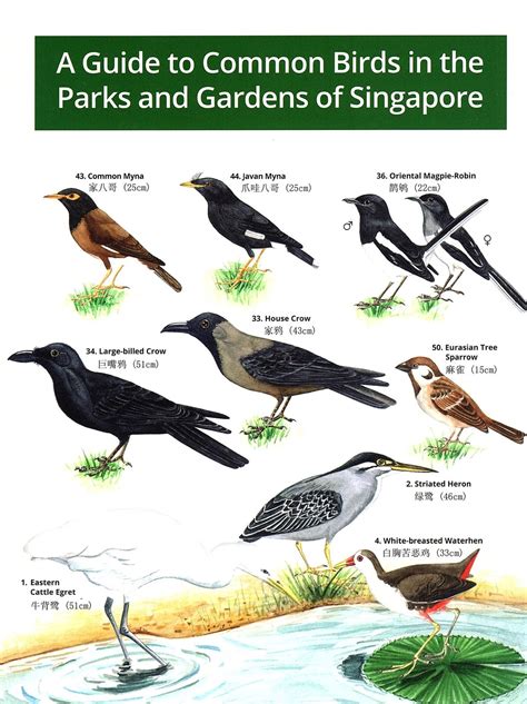 A Guide to Common Birds in the Parks and Gardens of Singapore (Poster) | Natventure
