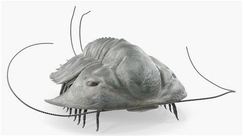 Trilobite Extinct Marine Arachnomorph Arthropod Rigged 3D model | 3D ...