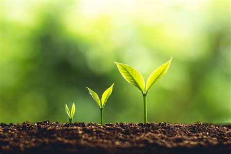 Image result for Plant 3D Python Script