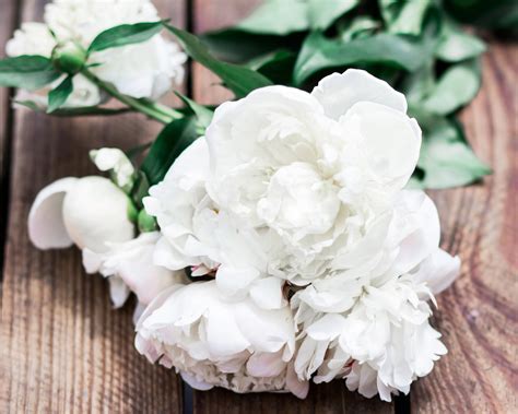 Peony 'Shirley Temple' bare roots — Buy white peonies online at Farmer ...