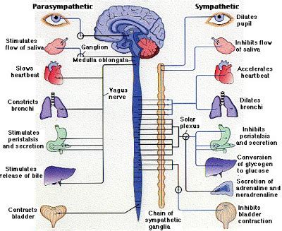 Peripheral nervous system | Science online