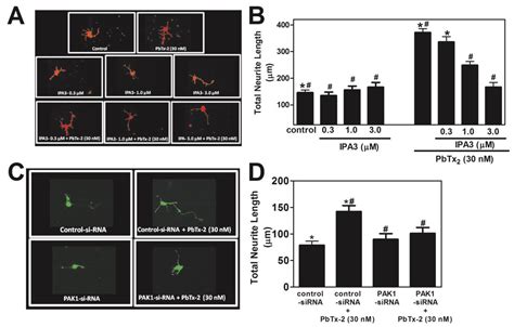 Stimulation of Neurite Outgrowth in Cerebrocortical Neurons by Sodium ...