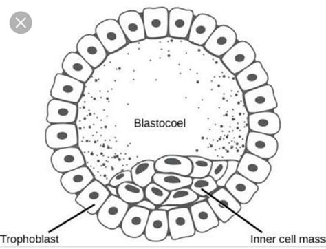 → खरगोश के गैस्टूला का अनुप्रस्थ क (B) →T.S. of Gastrula of Rabbit ...