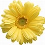 Image result for Gerbera Daisy Flower Clip Art