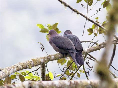 Plumbeous Pigeon - eBird