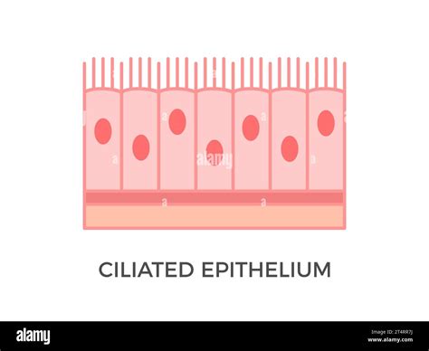 Ciliated epithelium. Epithelial tissue types. It performs the function of moving particles or ...