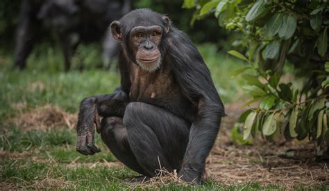 Chimpanzee | Chester Zoo animals