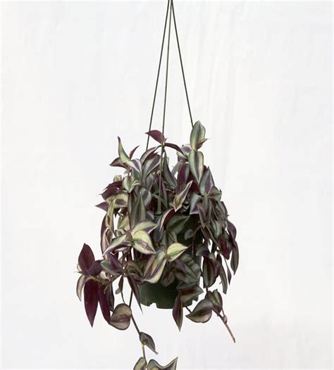 Zebrina Pendula / Wandering Jew (Hanging) | TheGreenyard.in