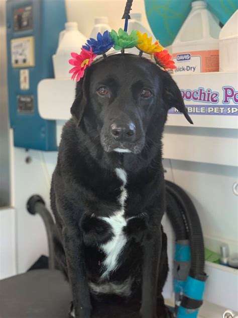 Dog Grooming Gallery Indiana | Smoochie Pooch Gallery