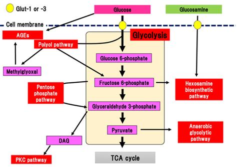 Diabetic Polyneuropathy | Encyclopedia MDPI