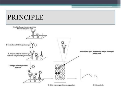 Protein Microarray Applications 的图像结果