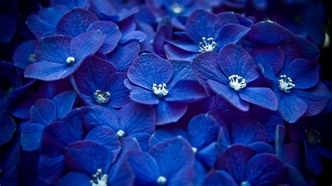 Image result for blue flower background