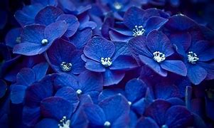 Image result for blue flower background