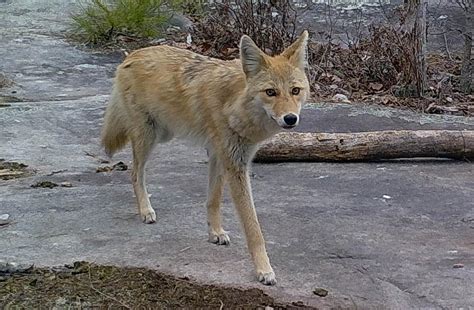 wfmynews2.com | Coyotes Are Unwanted Visitors at NC Coast; Outer Banks ...