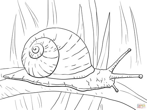 Snail Coloring