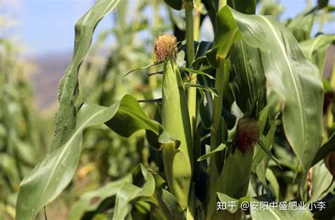 玉米高产七分靠播种，播种玉米要注意什么？|干货_北京禾佳源农业科技股份有限公司