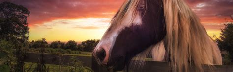 Download wallpaper sunset, horse, the fence, section animals in ...