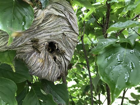 Yellow Jacket Control, Removal & Extermination Pittsburgh, Pennsylvania ...