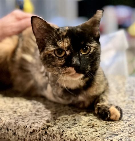 Cat for adoption - Erin (Amputee) - North Conroe Petsmart , a ...