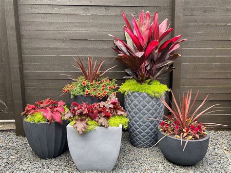 Potted Plants Outdoor: Thrive & Beautify Your Space