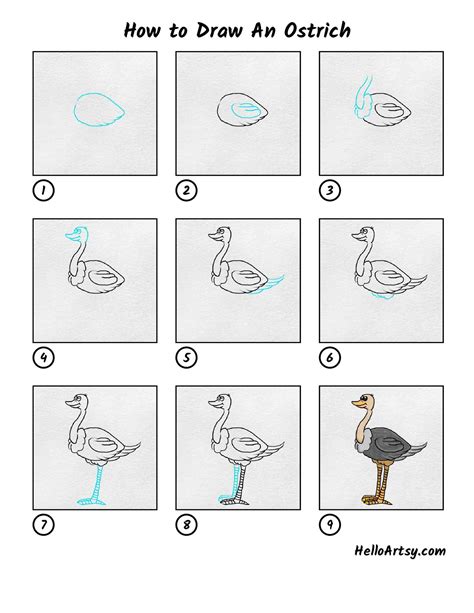 Ostrich Drawing Lesson - Ostrich Drawing72 how to draw a ostrich