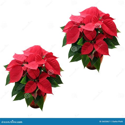 Euphorbia pulcherrima stock image. Image of starr, flower - 3655067