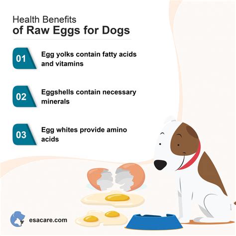 Are Raw Eggs Good for Dogs? Are They Safe? - ESA Care