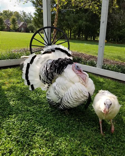 Royal Palm Turkeys