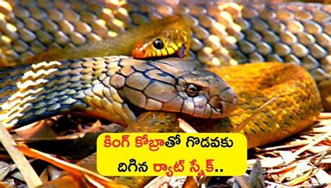 Rat snake fight with dangerous king cobra watch what happened next ...
