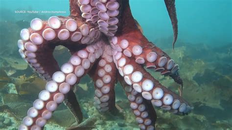 Image result for Octopus Problem Solving YouTube