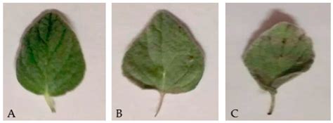 Comparison between Quality Traits of Solar-Dried and Freeze-Dried ...