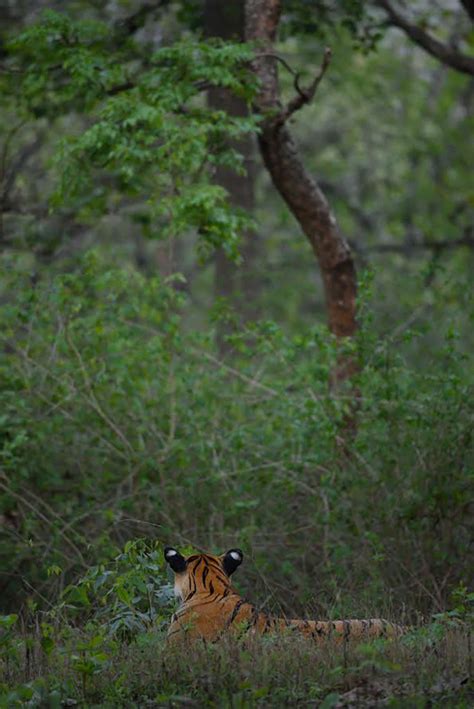 Of False Eyes | Nature inFocus