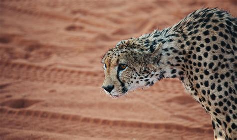 Where to See Cheetahs in Namibia – Wild Spots & Reserves