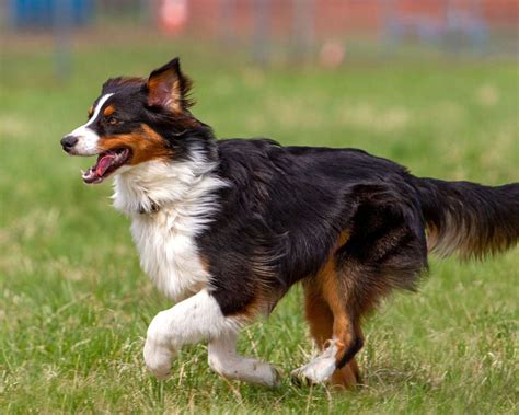 9 Extraordinary Facts About English Shepherd - Facts.net