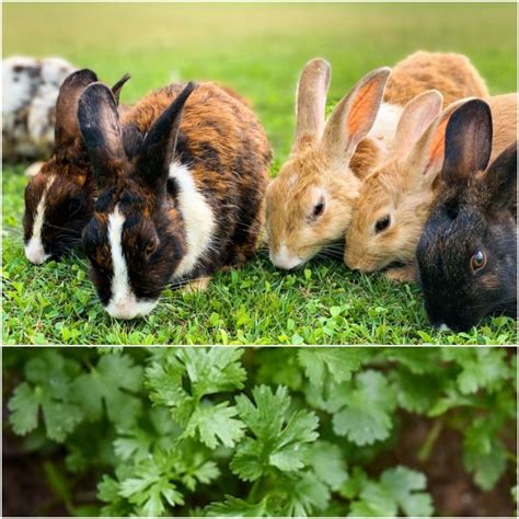 Can Rabbits Eat Cilantro? - Everything Bunnies