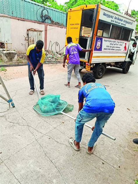 42 stray dogs caught around racing area