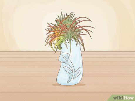 How to Display Air Plants On MDF 的图像结果
